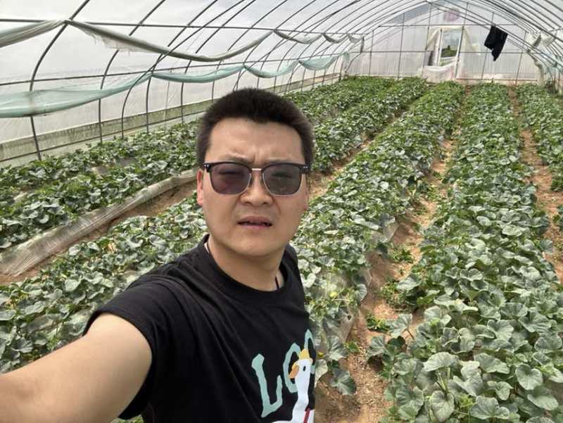 秦安县白脆瓜