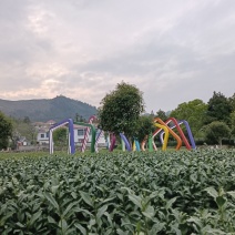 岳西高山翠兰茶