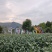 岳西高山翠兰茶