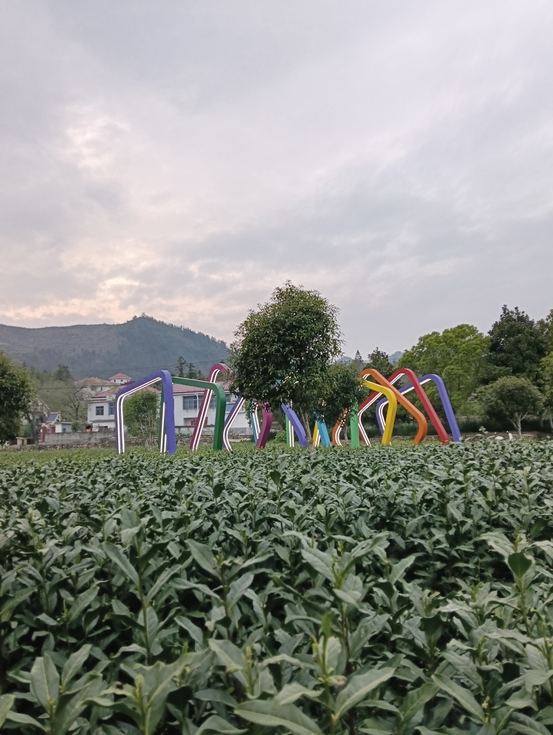 岳西高山翠兰茶