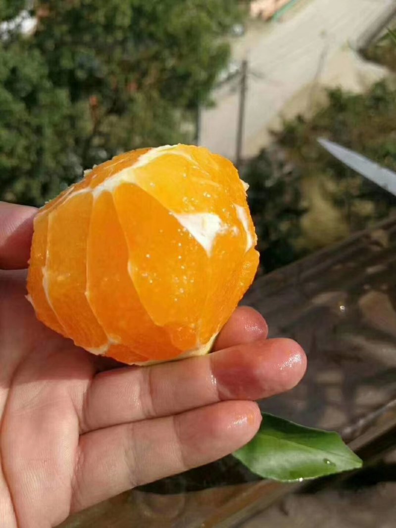 秭归伦晚价格优惠，果皮薄，汁多果甜批发