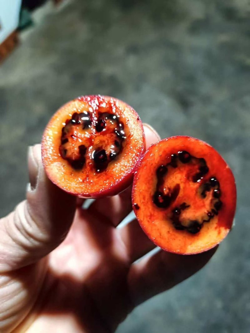 云南红心树番茄苗