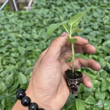云南红心树番茄苗