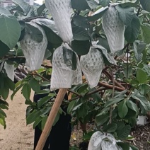翻石榴，红心白心，