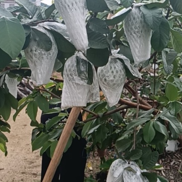 翻石榴，红心白心，