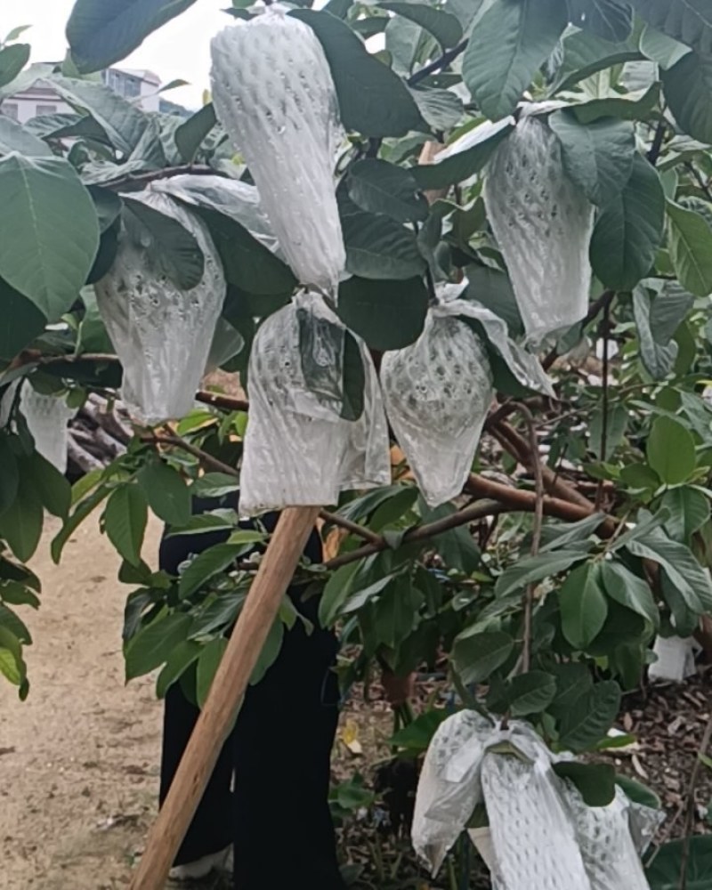 翻石榴，红心白心，