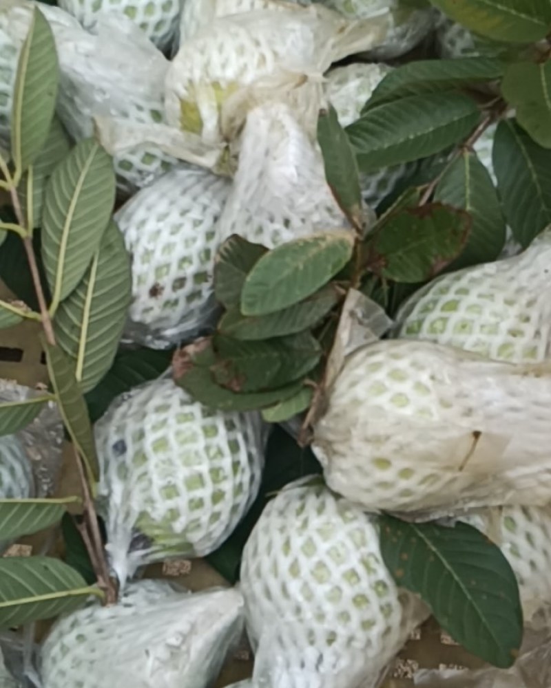 翻石榴，红心白心，