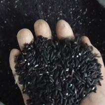 长寿乡巴马黑米