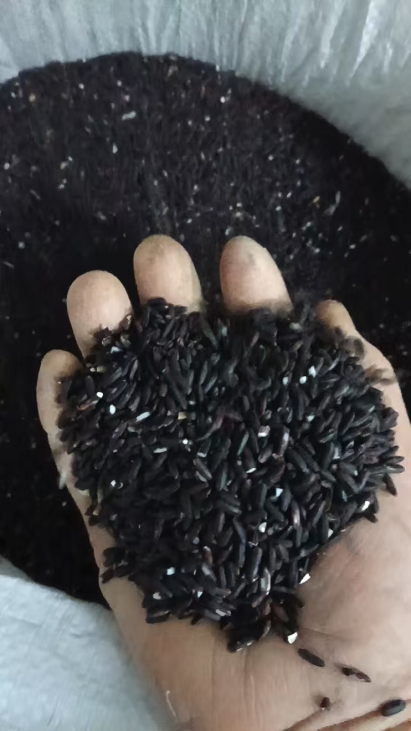 长寿乡巴马黑米