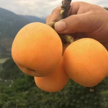 批把