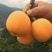 批把