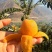 批把