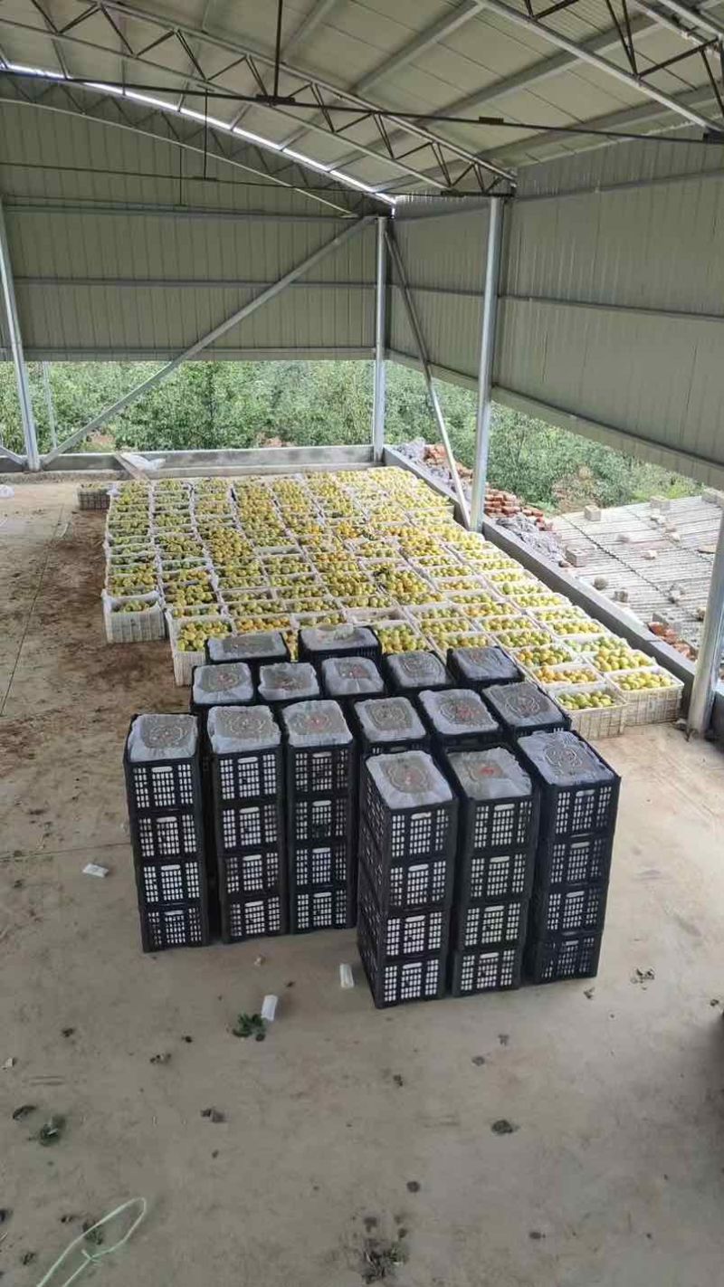 本人是种植户有各种品种的梨有需求的老板可以联系