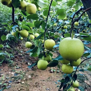 本人是种植户有各种品种的梨有需求的老板可以联系