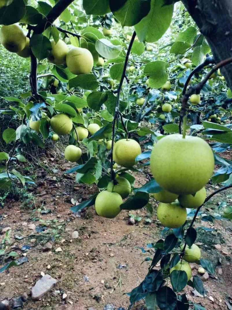 本人是种植户有各种品种的梨有需求的老板可以联系