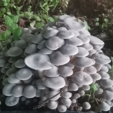 济南地栽鹿茸菇鲜品统货