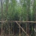 水杉(落羽杉)3-25分，基地直销，一手货源，大量低价出售