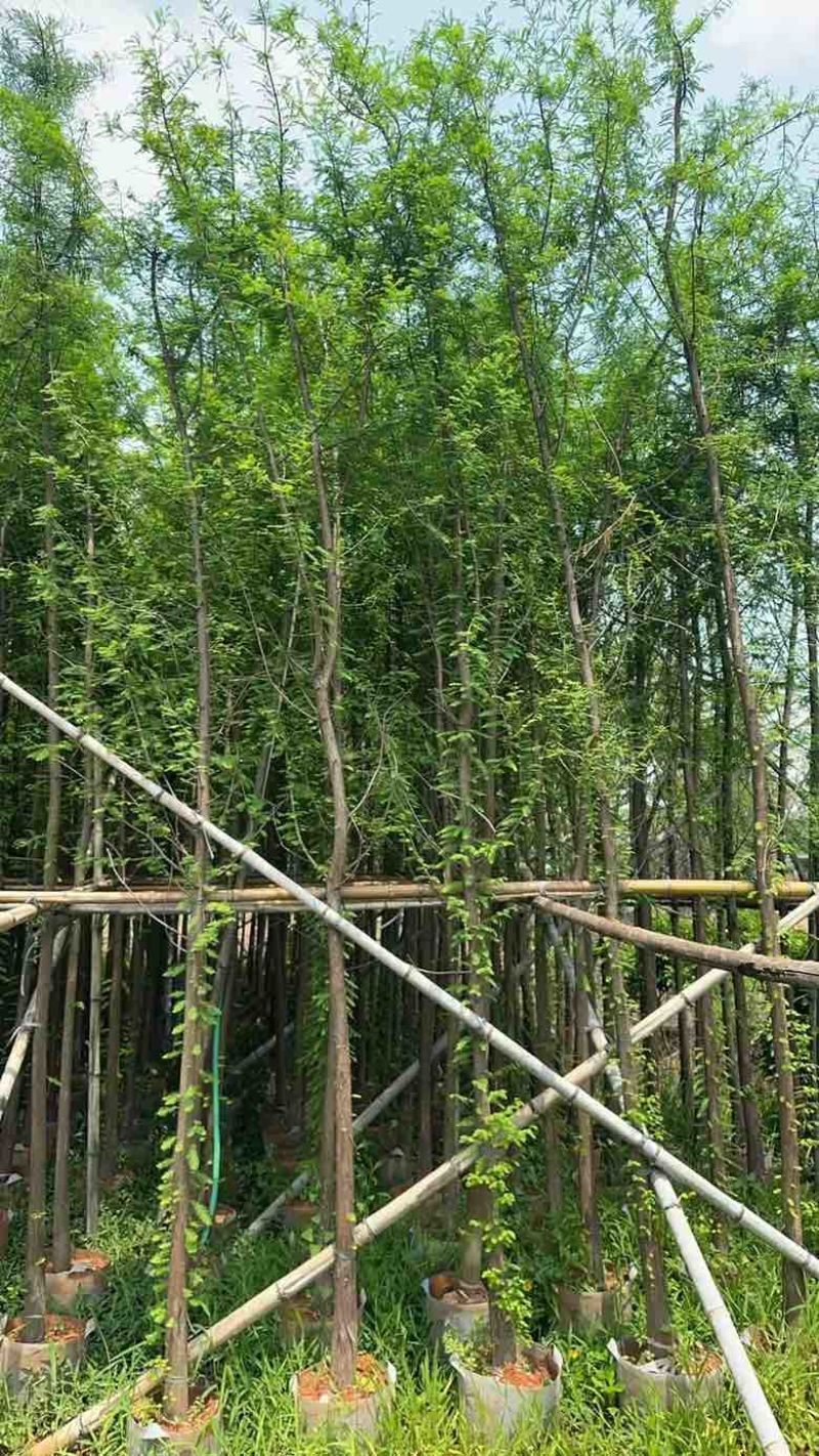 水杉(落羽杉)3-25分，基地直销，一手货源，大量低价出售