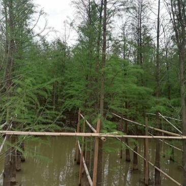 水杉3-25分，基地直销，一手货源，大量低价出售，欢迎订购
