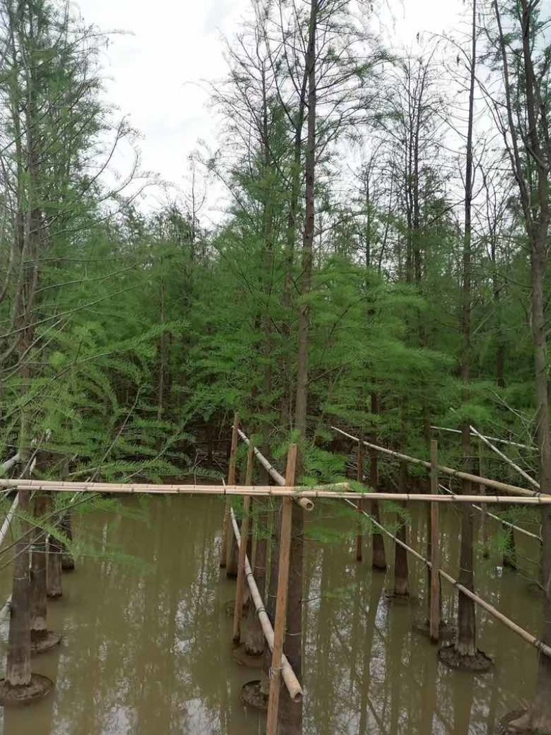 水杉3-25分，基地直销，一手货源，大量低价出售，欢迎订购