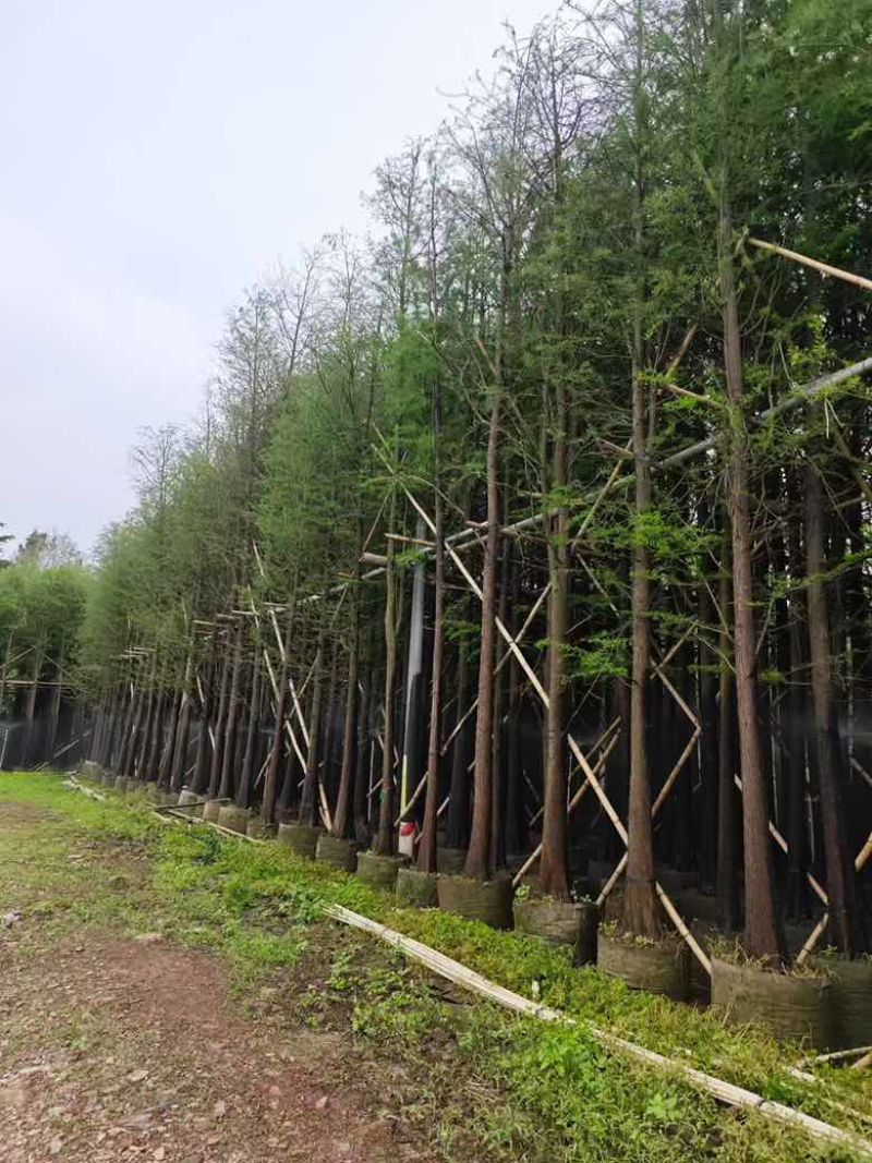 水杉3-25分，基地直销，一手货源，大量低价出售，欢迎订购