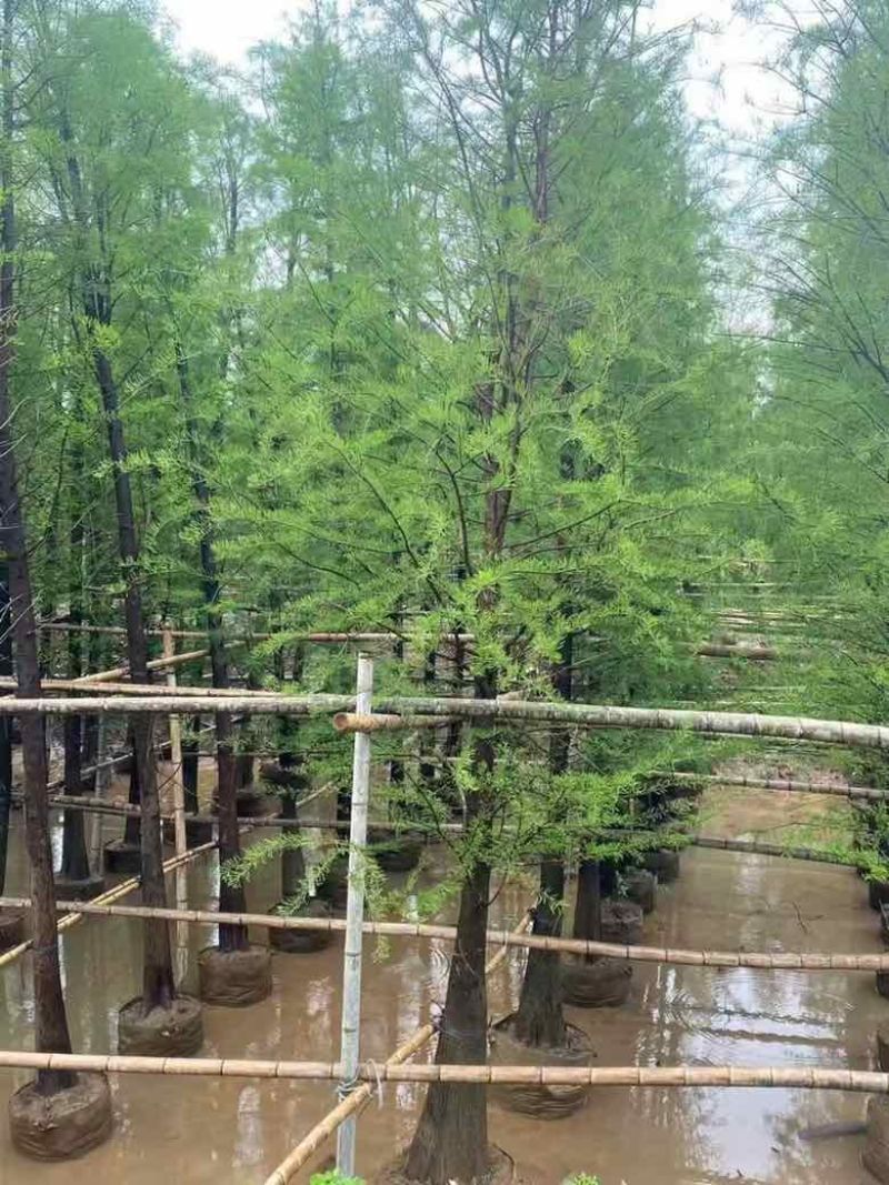 水杉3-25分，基地直销，一手货源，大量低价出售，欢迎订购