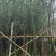 水杉3-25分，基地直销，一手货源，大量低价出售，欢迎订购