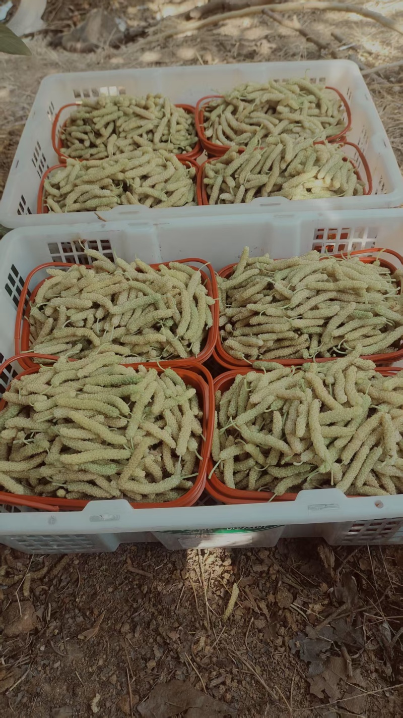 产地长桑葚鲜果、非常适合电商零售、直播带货、网红**上架。