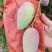 海南贵妃芒