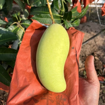 海南金煌芒，稳定供应，社区，电商，市场