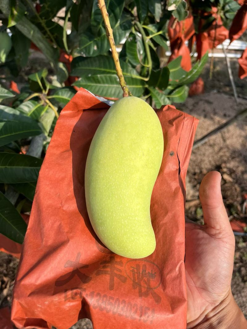 海南金煌芒，稳定供应，社区，电商，市场