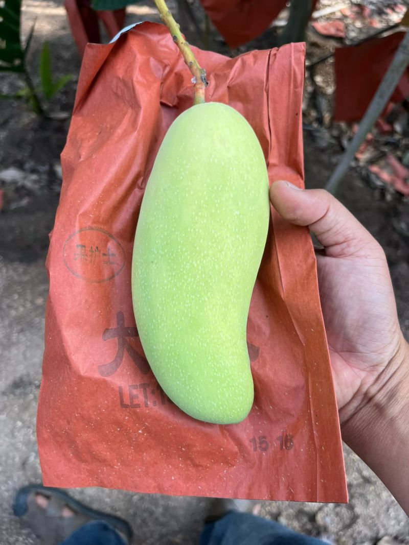 海南金煌芒，稳定供应，社区，电商，市场