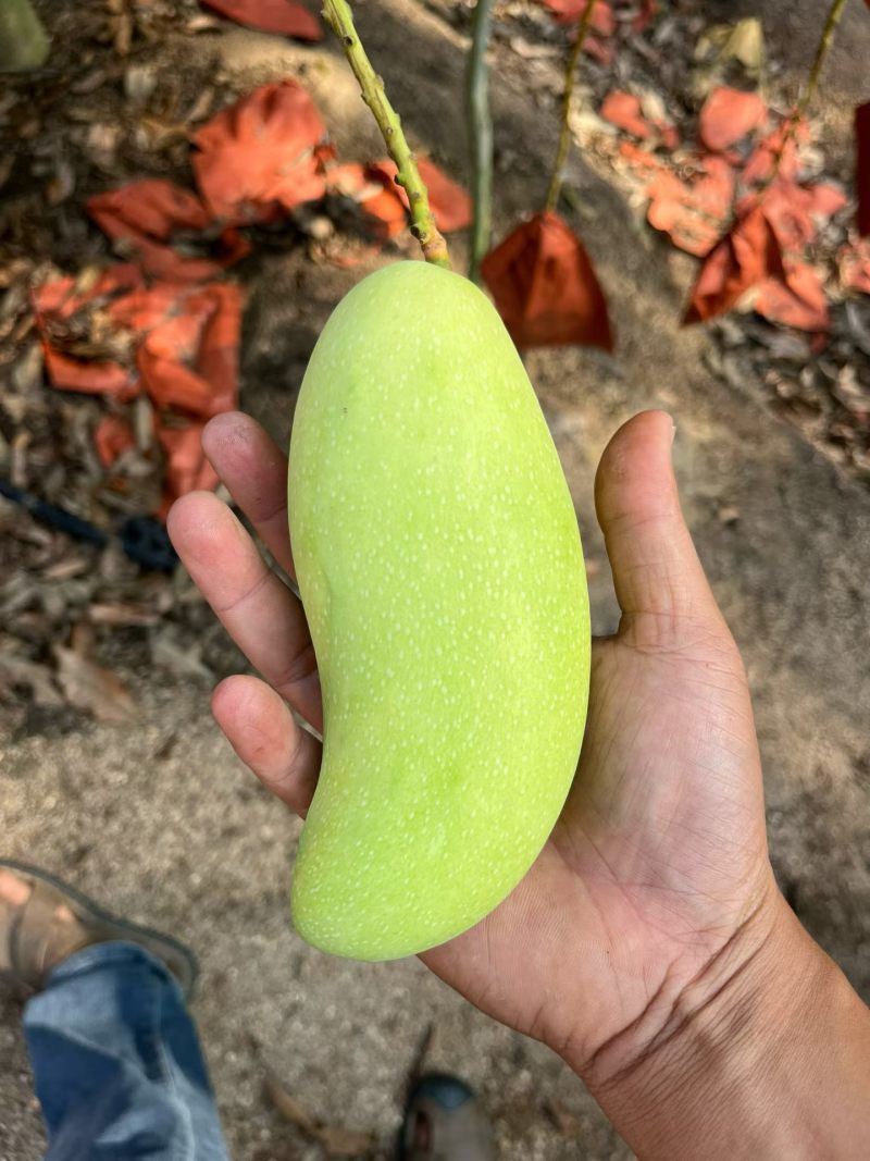海南金煌芒，稳定供应，社区，电商，市场