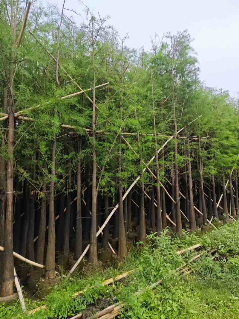 水衫3-25分，基地直销，一手货源，规格齐全，欢迎选购
