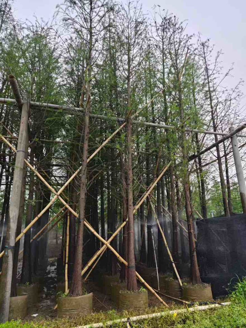 水衫3-25分，基地直销，一手货源，规格齐全，欢迎选购