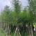 水衫3-25分，基地直销，一手货源，规格齐全，欢迎选购