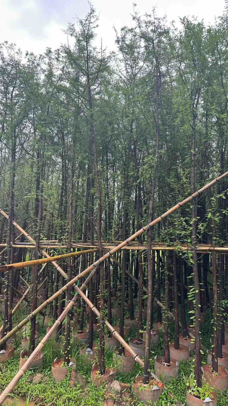 水衫3-25分，基地直销，一手货源，规格齐全，欢迎选购