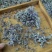 莓茶