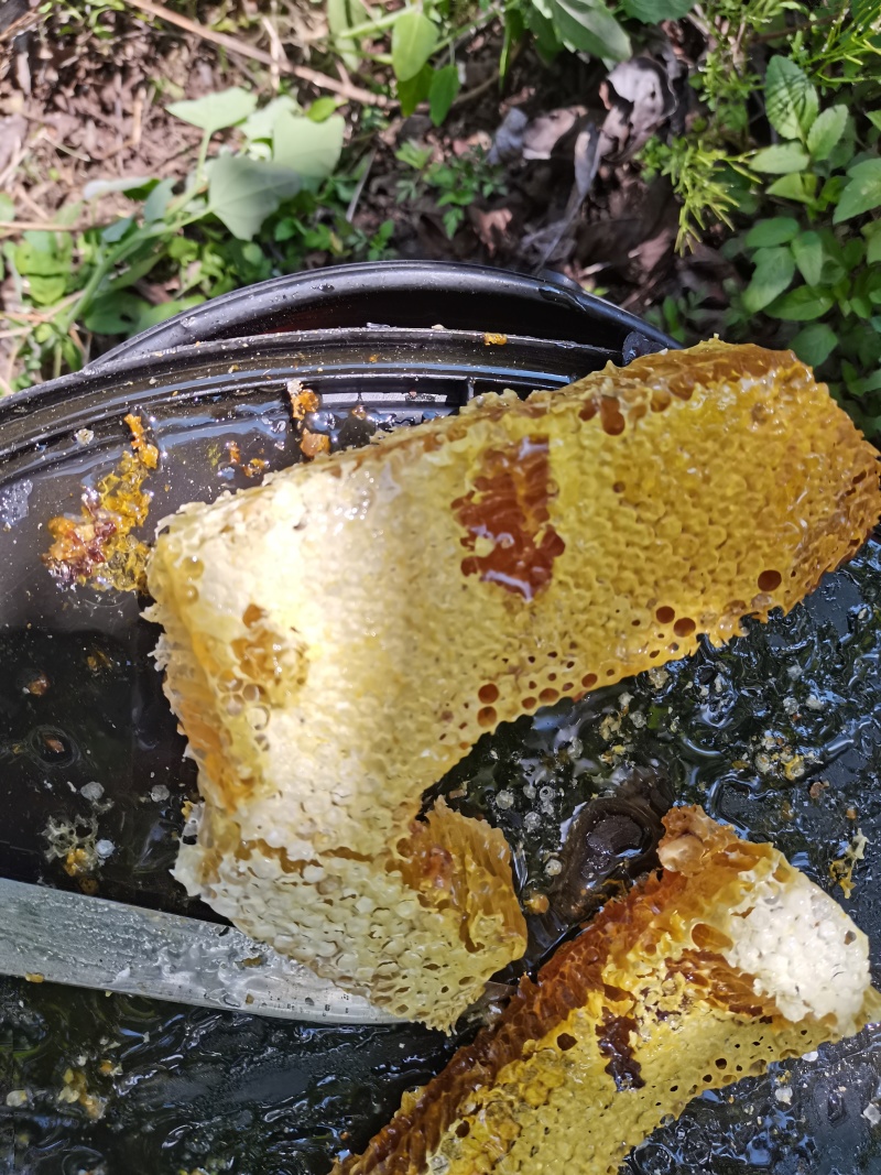云南深山***野生蜂蜜