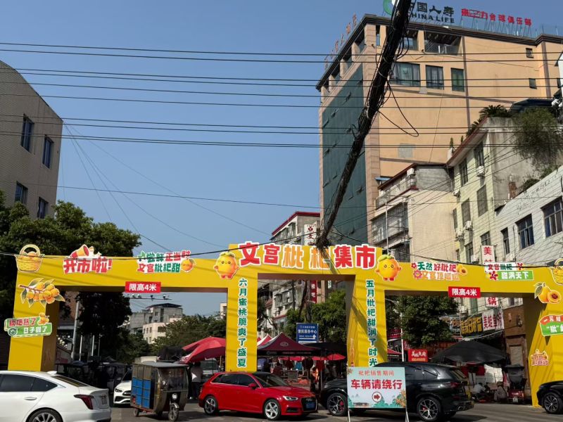 中国枇杷之乡，文宫大五星枇杷