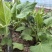 山野菜大耳毛