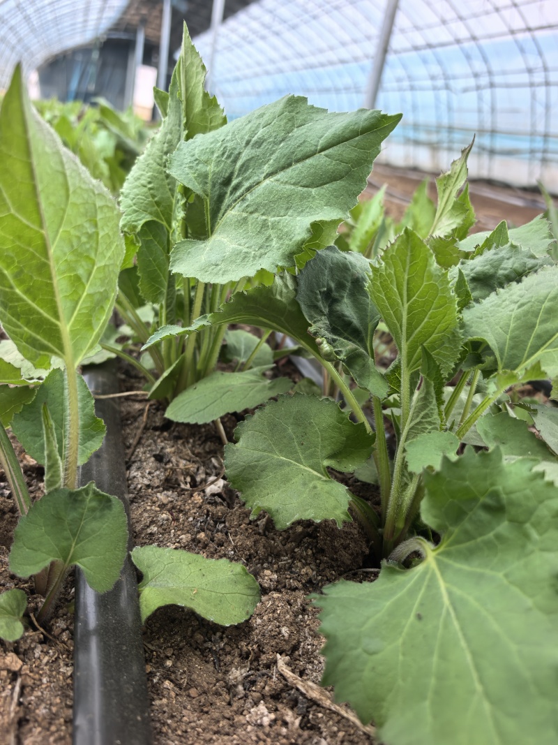 山野菜大耳毛
