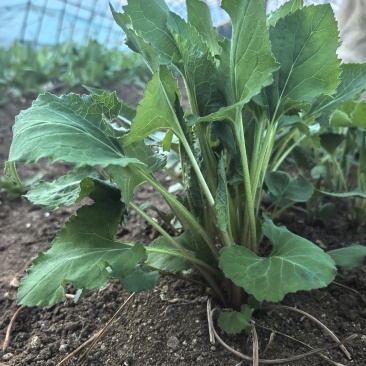 山野菜大耳毛