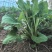 山野菜大耳毛