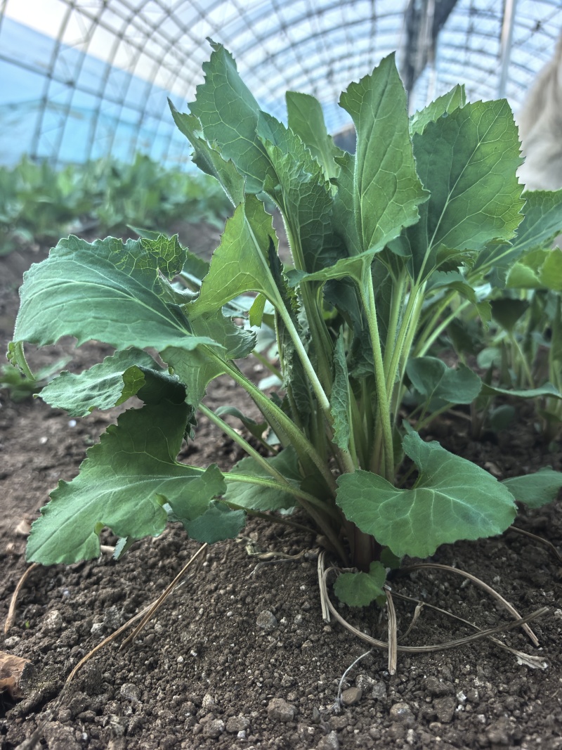 山野菜大耳毛