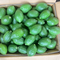 广东香水柠檬