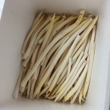 藕带