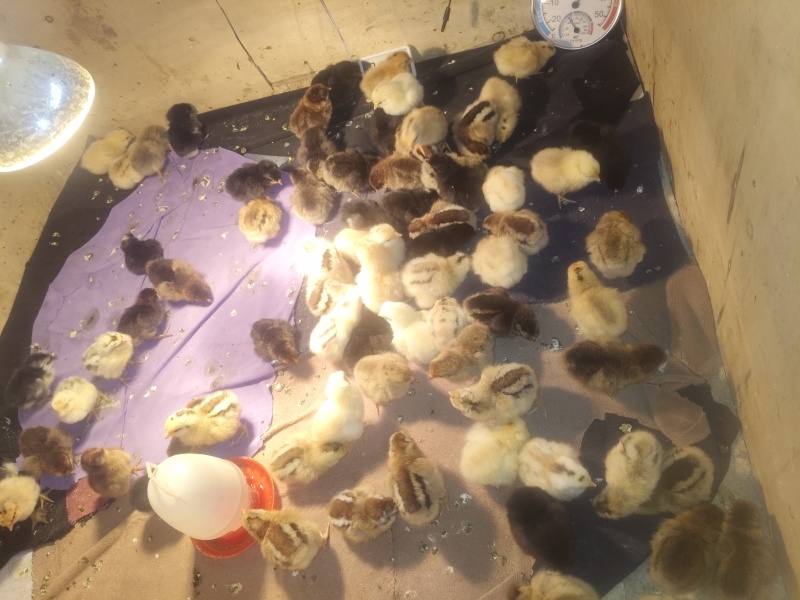 小笨鸡8天