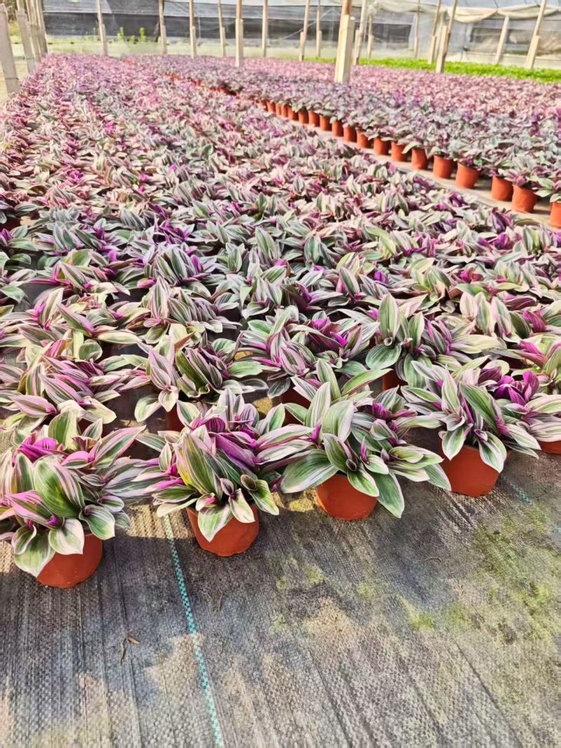 婚礼油画