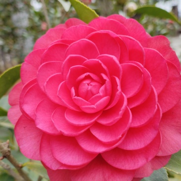 赤丹红山茶花